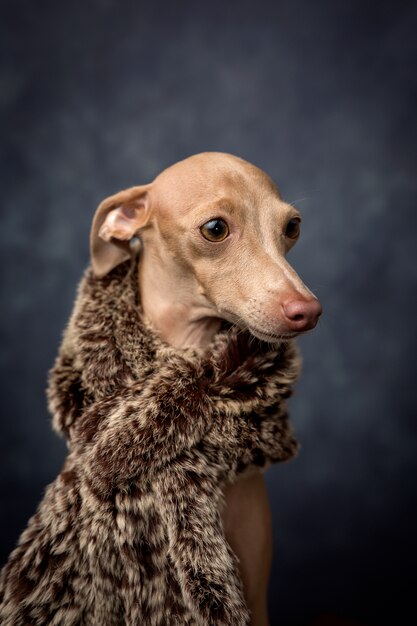 Cane divertente vestito da re mago. Natale