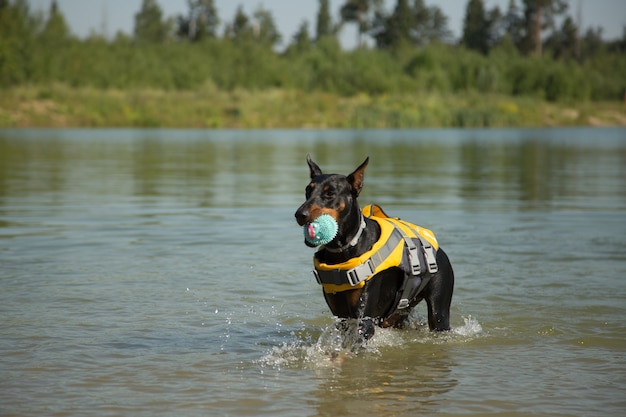 Cane doberman in giubbotto di salvataggio con una palla nel lago