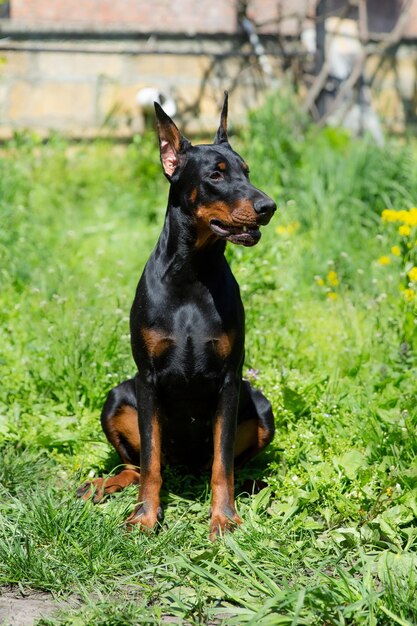 Cane Doberman su un ritratto a piedi