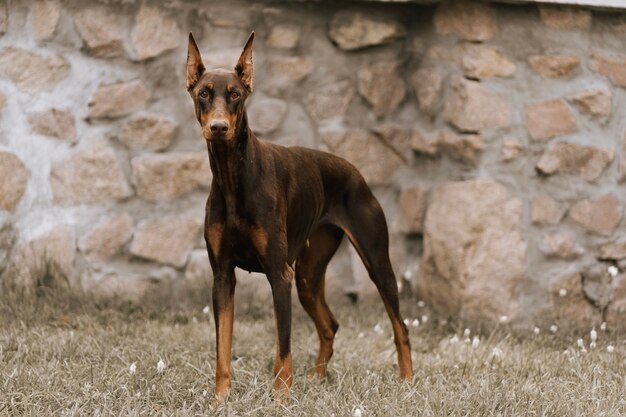 Cane doberman vicino a un muro di pietra.