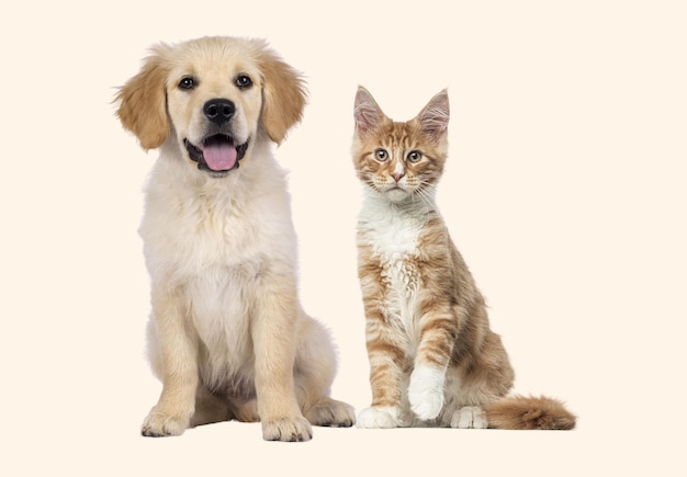 Cane dolce e gatto seduti insieme su uno sfondo chiaro che si godono a vicenda