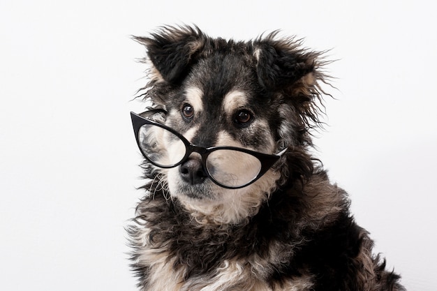 Cane domestico con gli occhiali