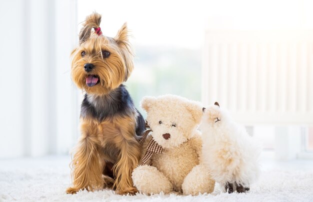 Cane domestico del terrier e giocattoli di peluche in camera luminosa