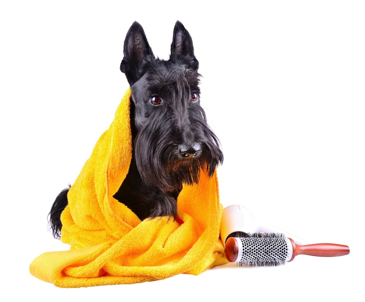 Foto cane dopo il bagno
