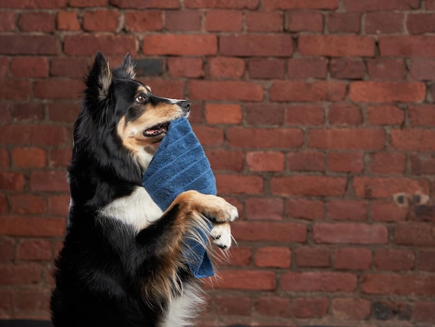 Cane dopo la doccia Border collie in un asciugamano giallo Pet Wash