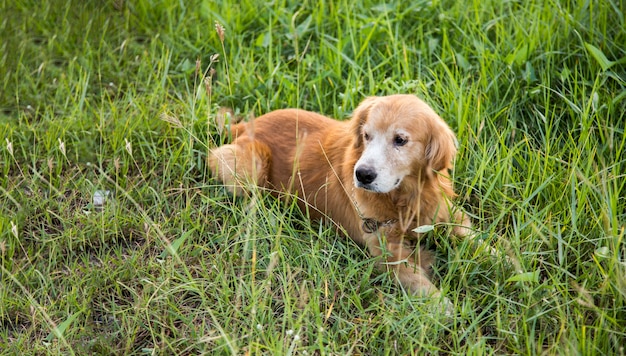 Cane dorato sorridente su erba verde green