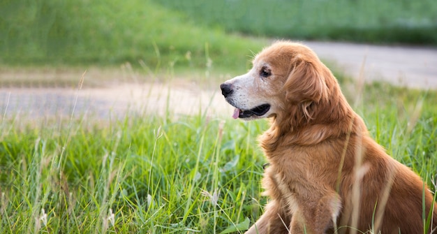 Cane dorato sorridente su erba verde green