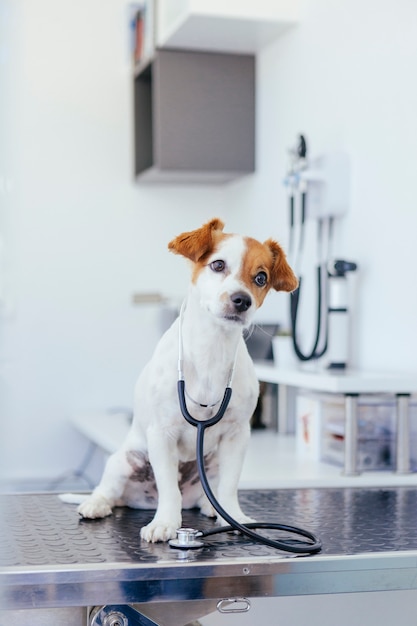 Cane dottore nel veterinario