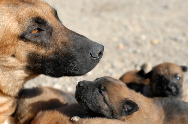 Cane e cuccioli di madre