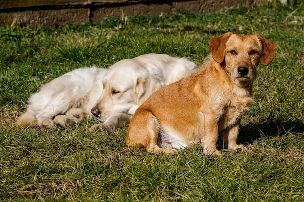 Cane e cucciolo azione posa e in piedi Un animale domestico e mammifero Cani a pelo corto e lungo