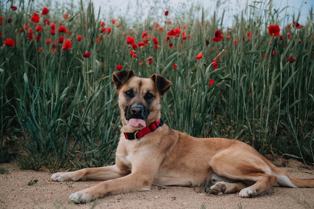 Cane e fiori