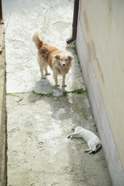 Cane e gatto all'aperto