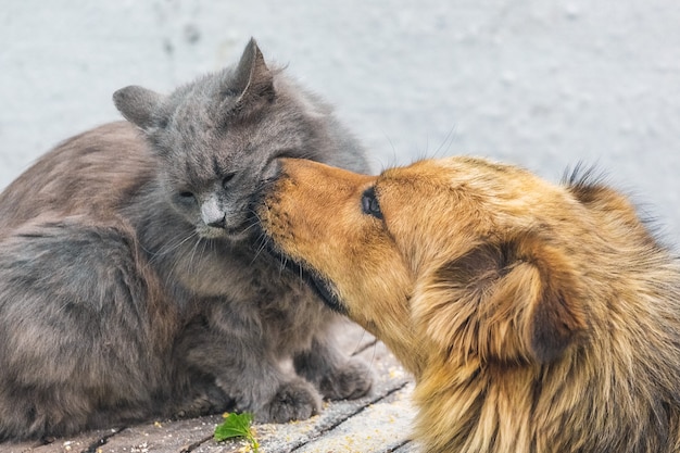 Cane e gatto amichevoli