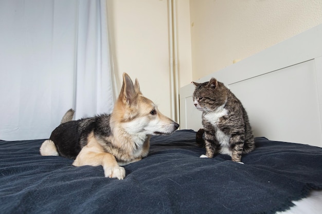 Cane e gatto anziano che riposano sul letto