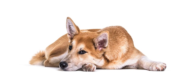Cane e gatto incrociati sdraiati insieme isolati su bianco