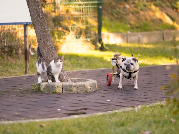 Cane e gatto sul sentiero di un parco pubblico