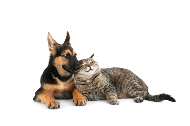 Cane e gatto svegli isolati su bianco