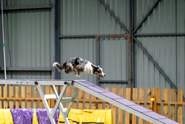 Cane energico durante una competizione di agilità che mostra agilità, velocità e determinazione Sport per cani