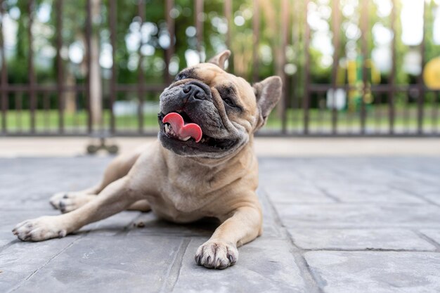 Cane esausto sdraiato a terra accanto al cancello di metallo con la lingua fuori