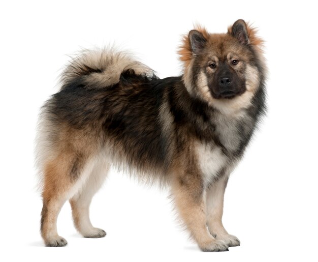 Cane Eurasier, 1 anno di età, in piedi