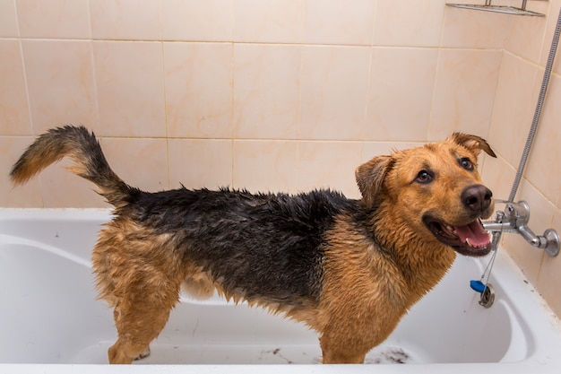 Cane facendo un bagno in una vasca