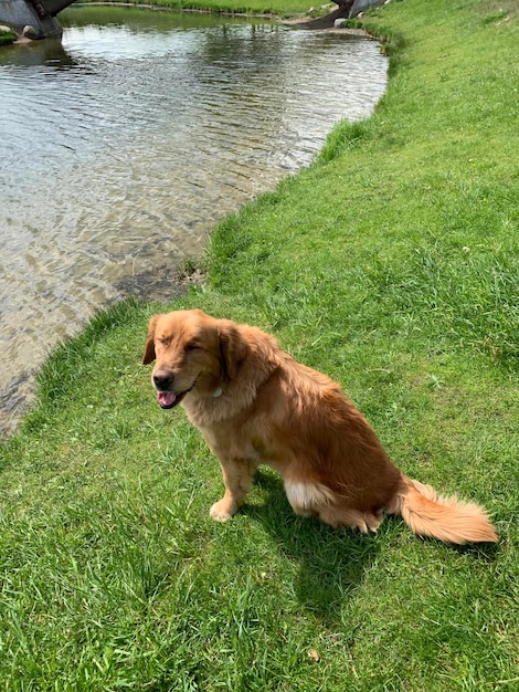 cane felice cammina lungo il fiume e corre dietro le mattine