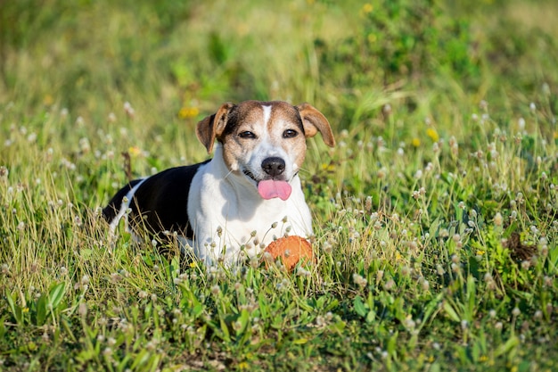 Cane felice che si trova nell'erba e che si rilassa dopo la palla che gioca e mostra la lingua.