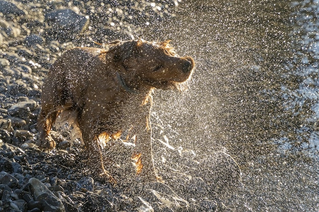 Cane felice cocker spaniel che si diverte al fiume