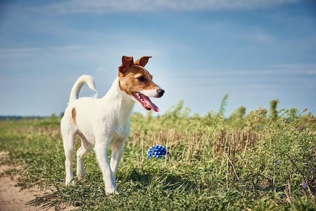 Cane felice gioca con la palla nel campo in una giornata estiva. Jack Russel terrier cane che gioca all'aperto