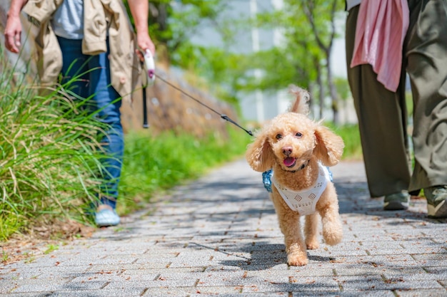 Cane felice in una passeggiata