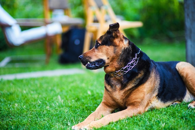 Cane felice su sfondo verde