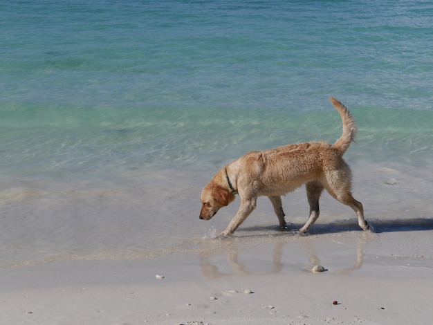 Cane felice sulla spiaggia