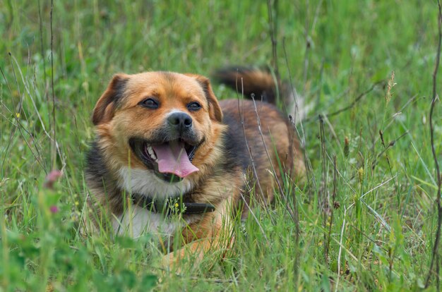 Cane felice sveglio che si siede su un&#39;erba fresca di estate