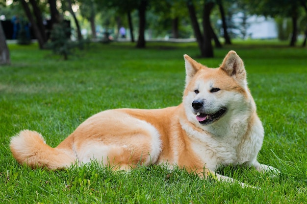 Cane femmina di razza giapponese akita inu con pelo soffice bianco e rosso sdraiato sull'erba verde