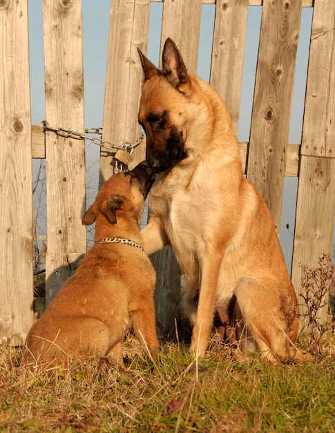 Cane femmina e cucciolo