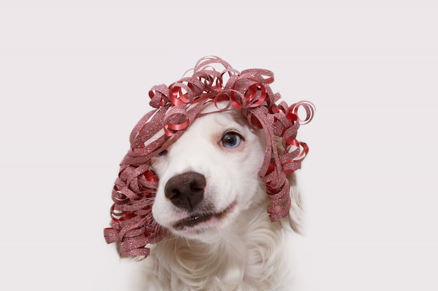 Cane festeggia il compleanno, il capodanno o la festa di carnevale indossando un nastro rosso presente come una parrucca e facendo una faccia stupida. Isolato