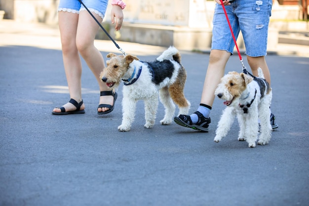 Cane fox terrier in strada backgroundxA