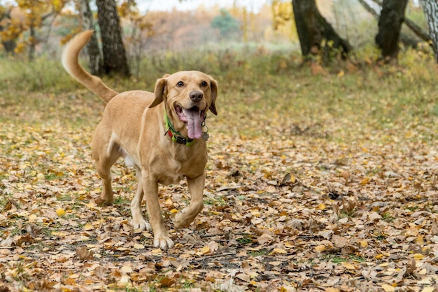 Cane foxy carino di razza mista che corre nella foresta in autunno