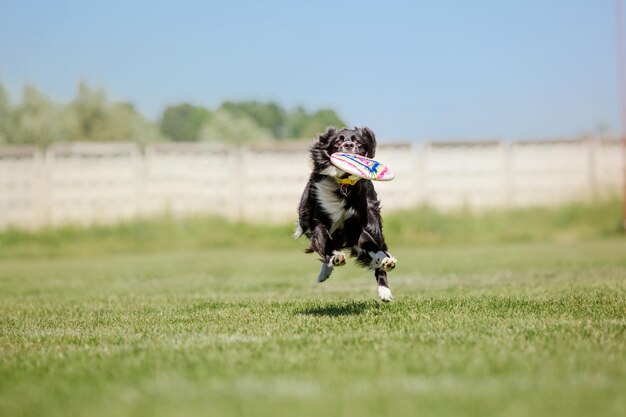 Cane frisbee Cane che cattura il disco volante nel salto dell'animale domestico che gioca all'aperto in un parco Evento sportivo achie