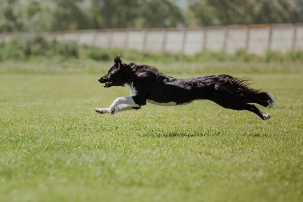 Cane frisbee Cane che cattura il disco volante nel salto dell'animale domestico che gioca all'aperto in un parco Evento sportivo achie