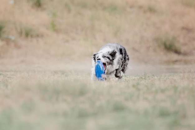 Cane frisbee Cane che cattura il disco volante nel salto dell'animale domestico che gioca all'aperto in un parco Evento sportivo achie