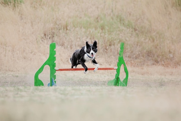 Cane frisbee Cane che cattura il disco volante nel salto dell'animale domestico che gioca all'aperto in un parco Evento sportivo achie