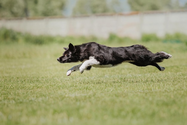 Cane frisbee Cane che cattura il disco volante nel salto dell'animale domestico che gioca all'aperto in un parco Evento sportivo achie