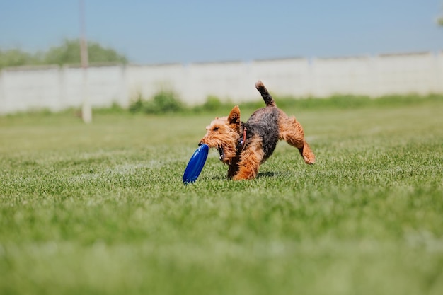 Cane frisbee Cane che cattura il disco volante nel salto dell'animale domestico che gioca all'aperto in un parco Evento sportivo achie