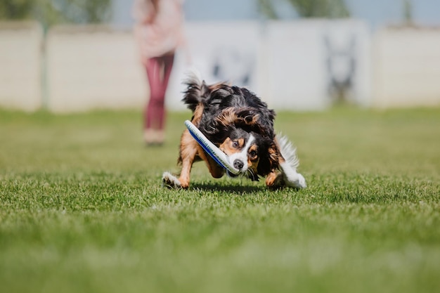 Cane frisbee Cane che cattura il disco volante nel salto dell'animale domestico che gioca all'aperto in un parco Evento sportivo achie