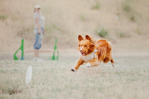 Cane frisbee Cane che cattura il disco volante nel salto dell'animale domestico che gioca all'aperto in un parco Evento sportivo achie