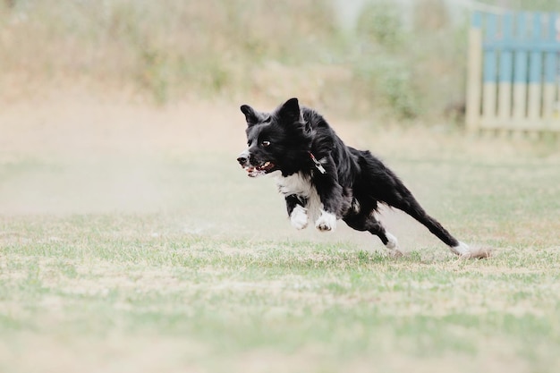 Cane frisbee Cane che cattura il disco volante nel salto dell'animale domestico che gioca all'aperto in un parco Evento sportivo achie