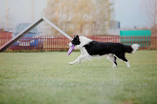 Cane frisbee Cane che cattura il disco volante nel salto dell'animale domestico che gioca all'aperto in un parco Evento sportivo achie