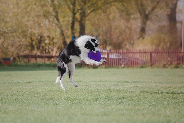 Cane frisbee Cane che cattura il disco volante nel salto dell'animale domestico che gioca all'aperto in un parco Evento sportivo achie