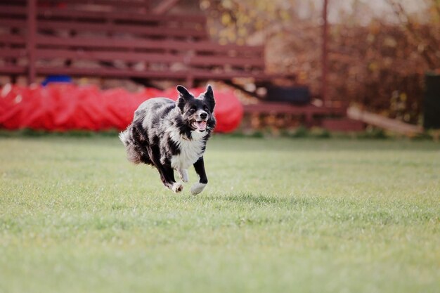 Cane frisbee Cane che cattura il disco volante nel salto dell'animale domestico che gioca all'aperto in un parco Evento sportivo achie